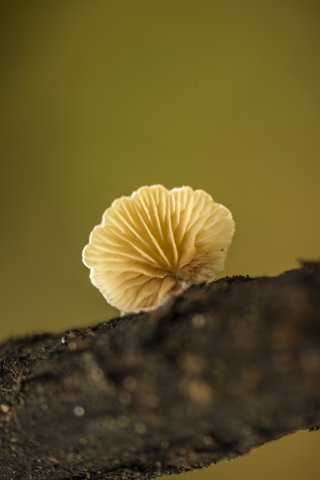 Schizophyllum Commune